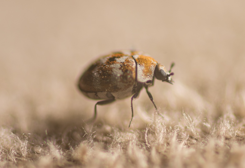 Featured image for “Signs and Causes of Carpet Beetles”